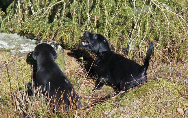 Grynet och Aska