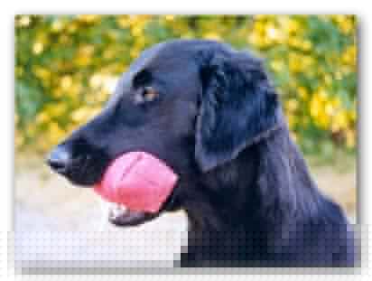 Tinto 2